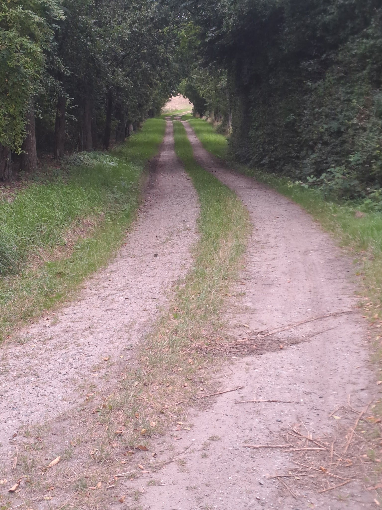 Grusvej før renovering – slidt kørevej med hjulspor på Fyn